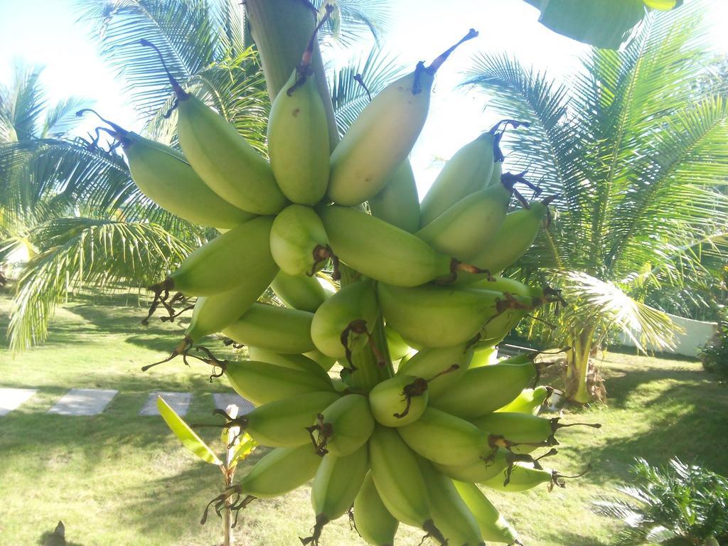 绿洲花朵民宿 邦劳 外观 照片